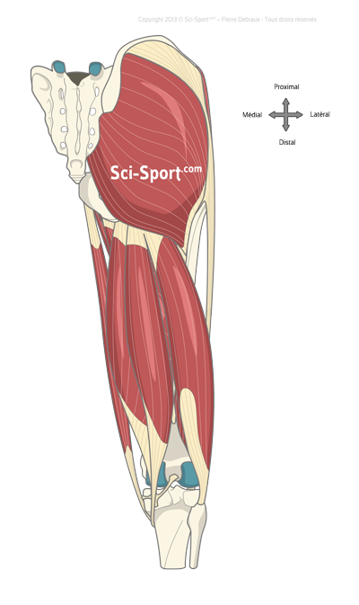 Illustration des muscles extenseurs de la hanche