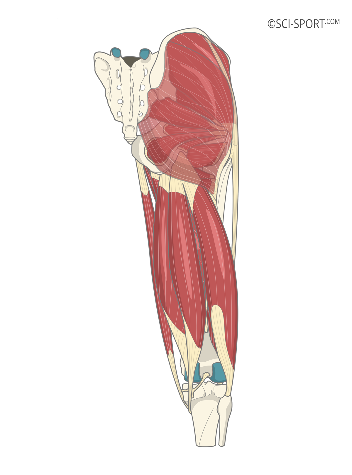 Illustration of hip and posterior thigh muscles.