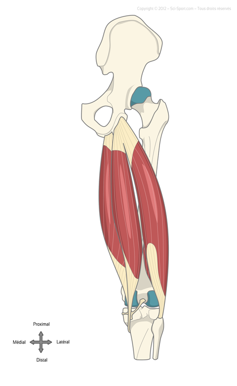 Les muscles ischio-jambiers : semi-membraneux, semi-tendineux et biceps fémoral