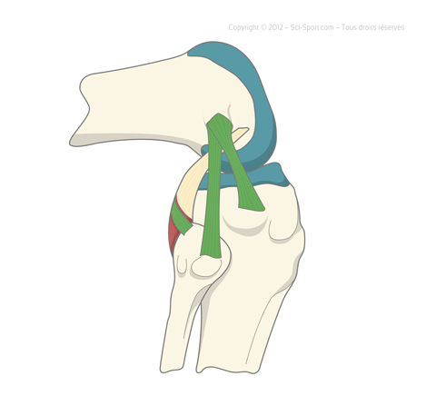 Illustration anatomique du genou en vue latérale